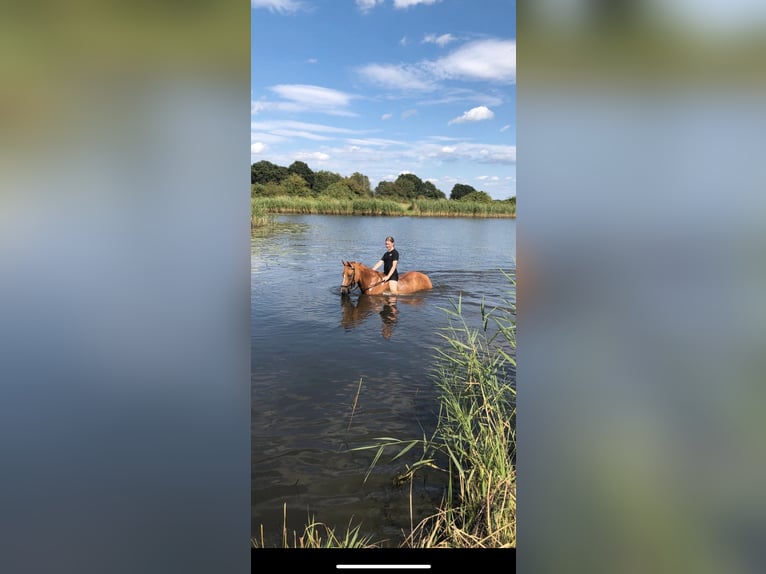 German Riding Pony Mare 6 years 14,1 hh Chestnut-Red in Bleckede