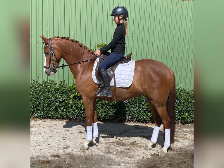 German Riding Pony Mare 6 years 14,1 hh Chestnut-Red in Süderlügum German Riding Pony Mare 6 years 14,1 hh Chestnut-Red in Süderlügum