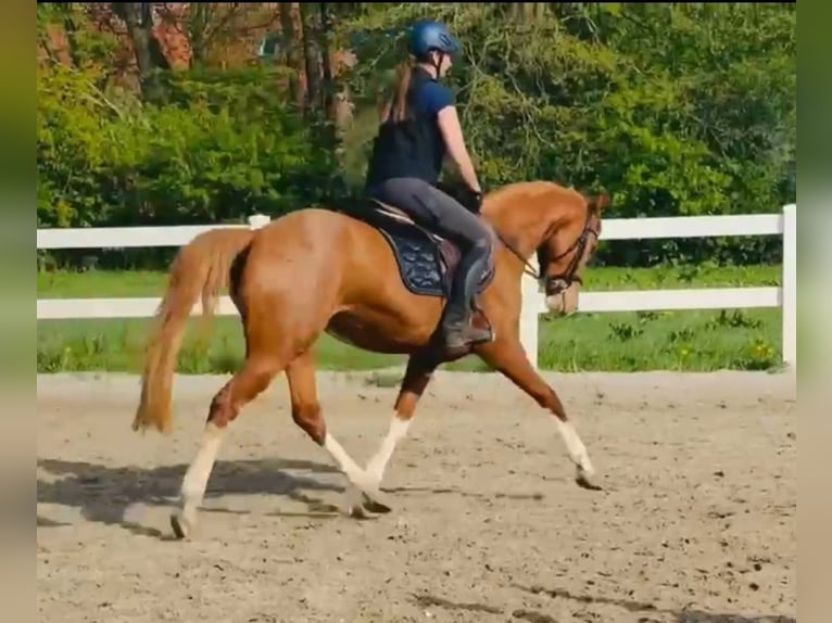 German Riding Pony Mare 6 years 14,1 hh Chestnut-Red in Heeslingen