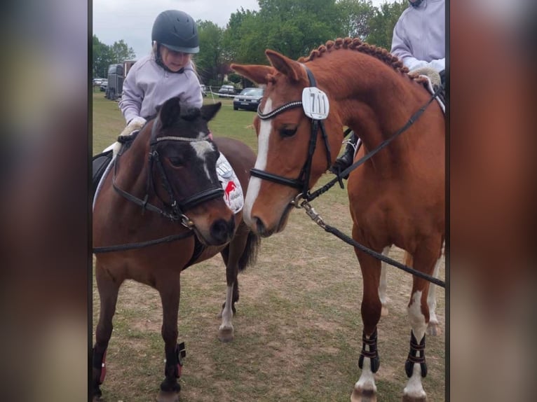 German Riding Pony Mare 6 years 14,1 hh Chestnut-Red in Heeslingen