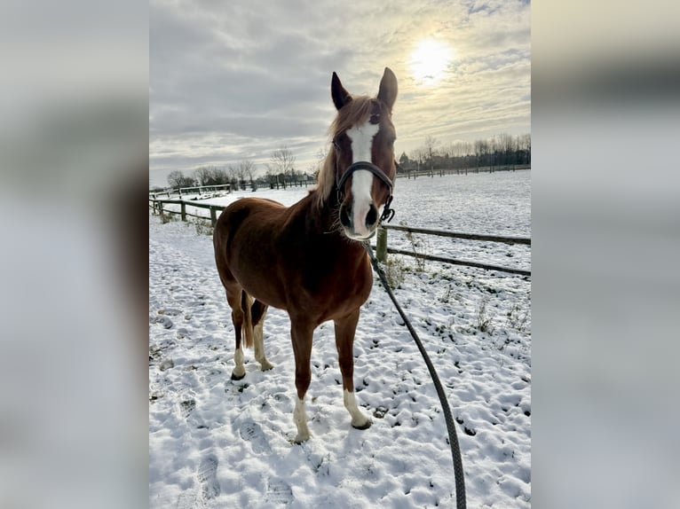 German Riding Pony Mare 6 years 14,1 hh Chestnut-Red in Grevenbroich