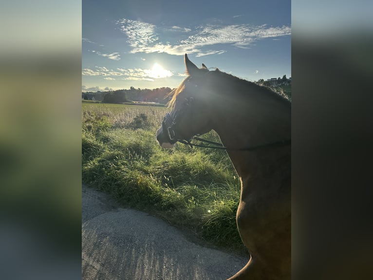 German Riding Pony Mare 6 years 14,1 hh Chestnut in Vallamand