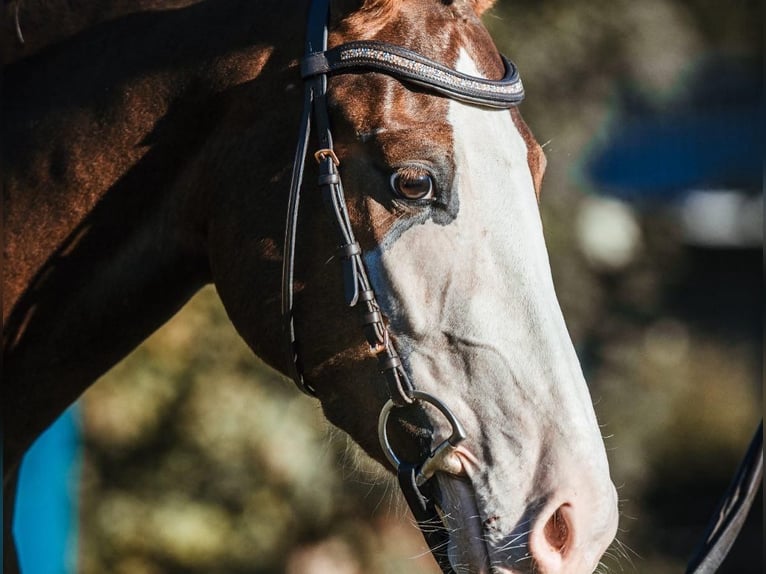 German Riding Pony Mare 6 years 14,1 hh Chestnut in Vallamand