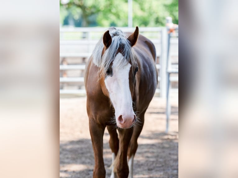 German Riding Pony Mare 6 years 14,1 hh Chestnut in Vallamand