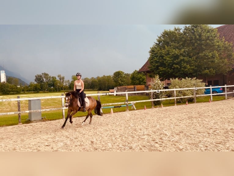 German Riding Pony Mare 6 years 14,1 hh Dun in Feldkirch