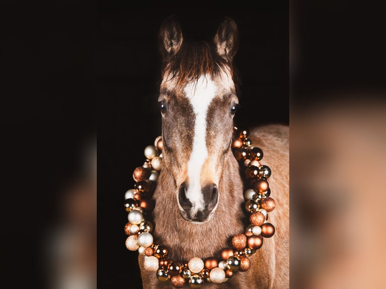 German Riding Pony Mare 6 years 14,1 hh Dun in Feldkirch