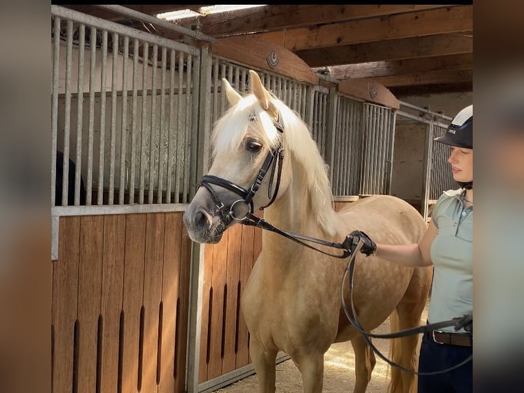 German Riding Pony Mare 6 years 14,1 hh Palomino in Achim