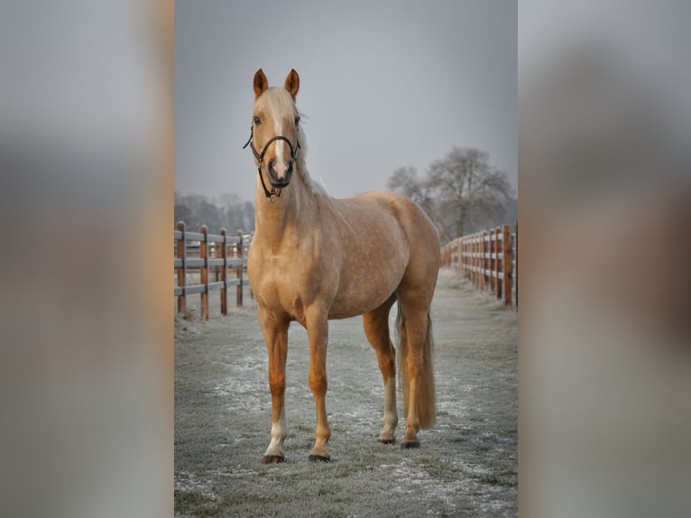 German Riding Pony Mare 6 years 14,1 hh Palomino in Fraunberg