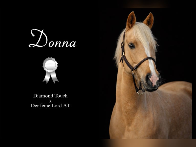 German Riding Pony Mare 6 years 14,1 hh Palomino in Fraunberg