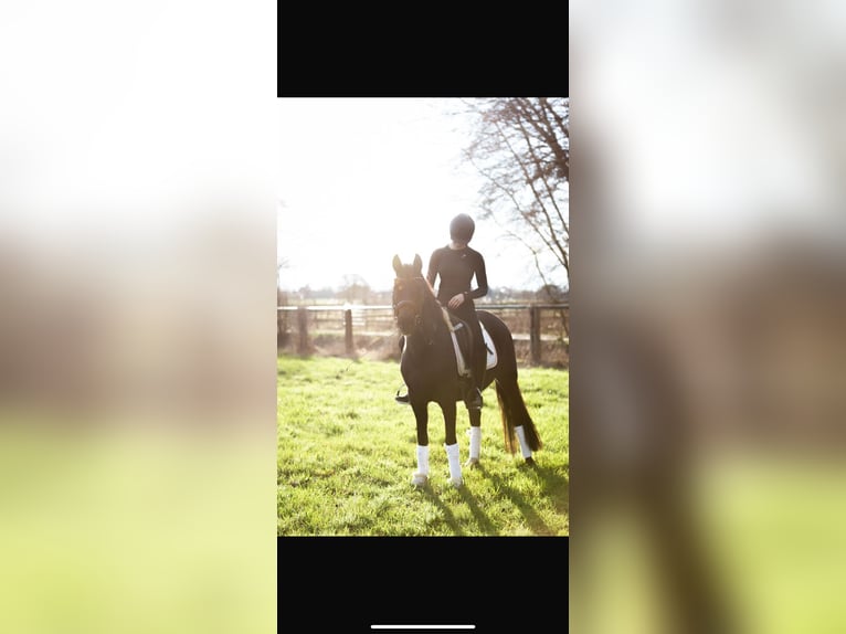 German Riding Pony Mare 6 years 14,2 hh Bay-Dark in Teltow