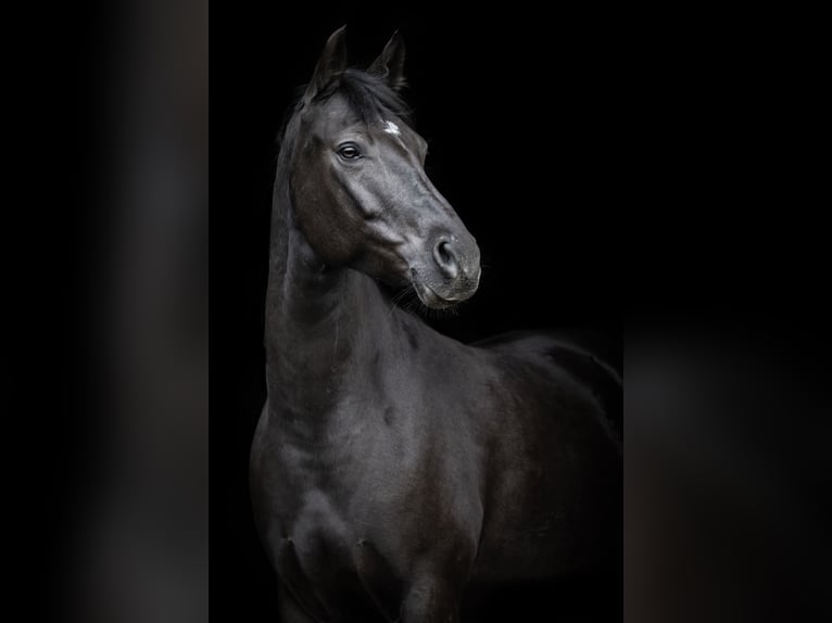 German Riding Pony Mare 6 years 14,2 hh Black in Bornheim