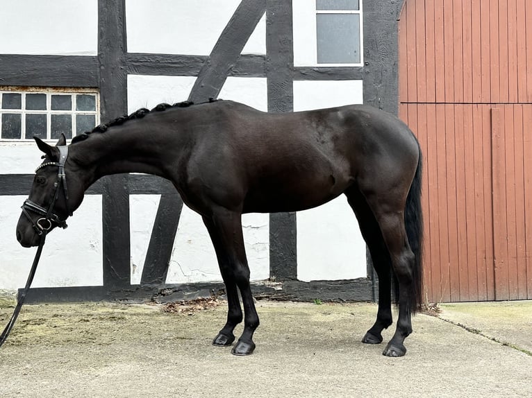 German Riding Pony Mare 6 years 14,2 hh Black in DelbrückDelbrück
