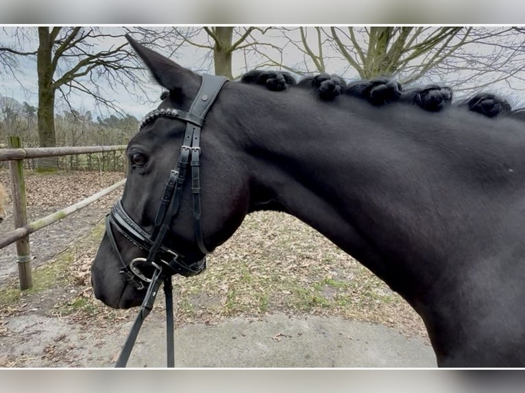 German Riding Pony Mare 6 years 14,2 hh Black in DelbrückDelbrück