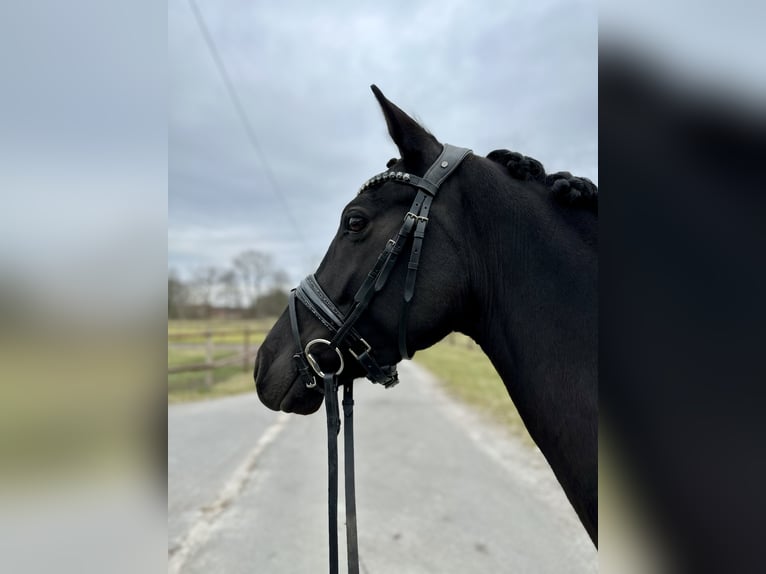 German Riding Pony Mare 6 years 14,2 hh Black in DelbrückDelbrück