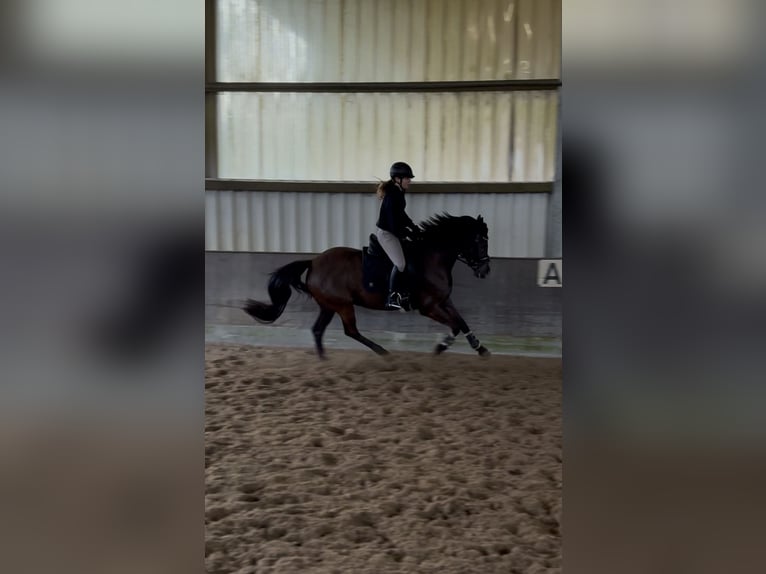 German Riding Pony Mare 6 years 14,2 hh Black in Winsen (Aller)