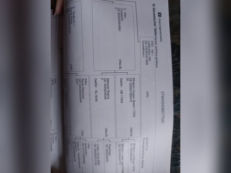 German Riding Pony Mare 6 years 14,2 hh Brown in Kalenborn