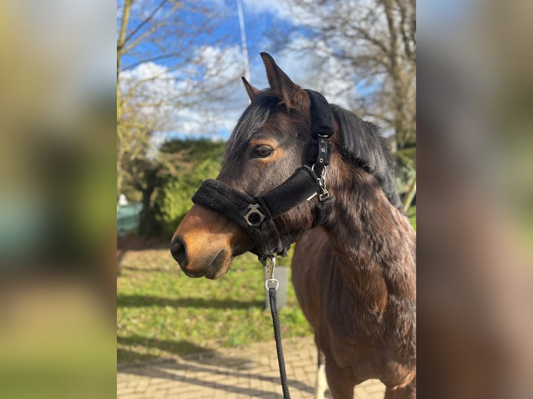 German Riding Pony Mare 6 years 14,2 hh Brown in Kalenborn