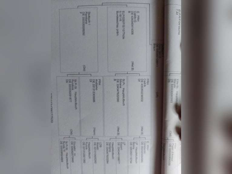 German Riding Pony Mare 6 years 14,2 hh Brown in Kalenborn