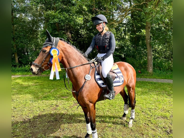 German Riding Pony Mare 6 years 14,2 hh Brown in Warendorf