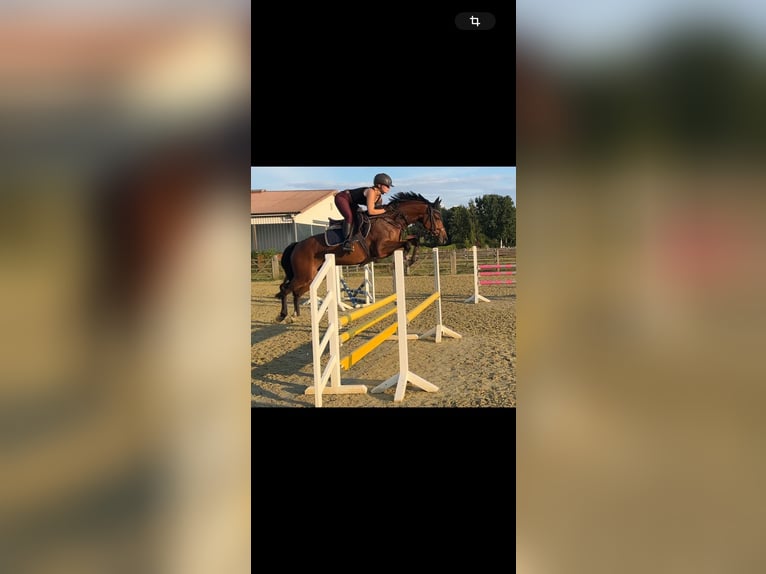 German Riding Pony Mare 6 years 14,2 hh Brown in Warendorf