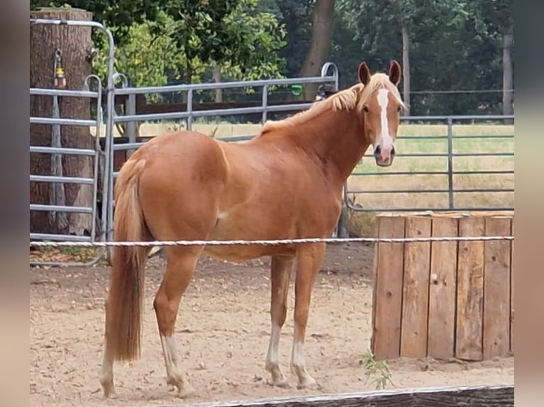 German Riding Pony Mare 6 years 14,2 hh Chestnut-Red in Bippen