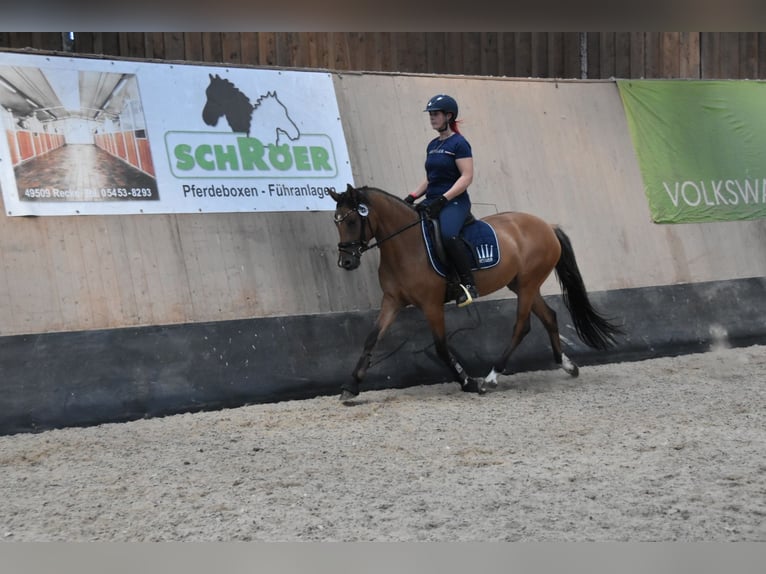 German Riding Pony Mare 6 years 14,2 hh  in Wegeleben