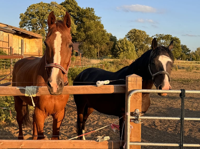 German Riding Pony Mare 6 years 14,2 hh  in Wegeleben