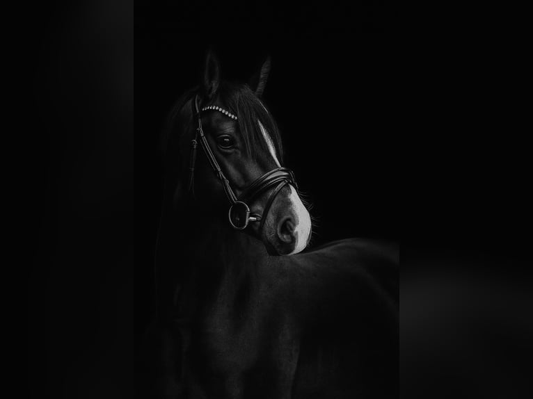 German Riding Pony Mare 6 years 14,2 hh  in Wegeleben