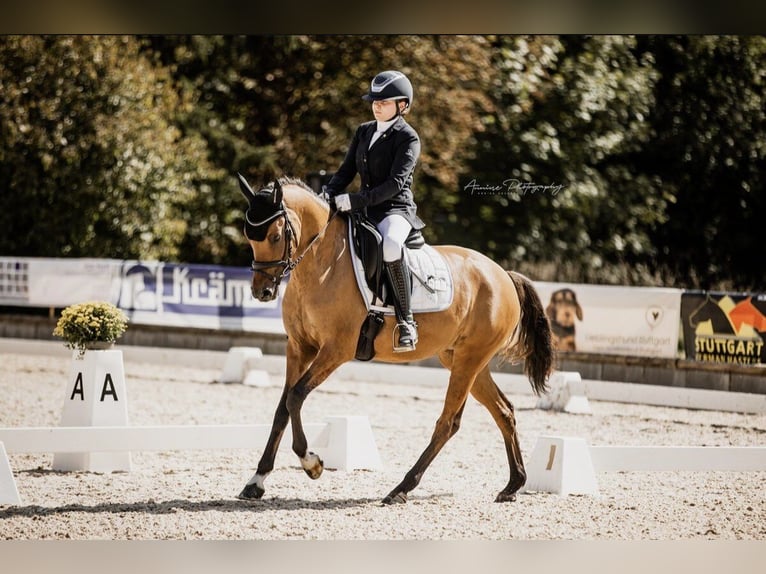 German Riding Pony Mare 6 years 14,2 hh Dun in Freiburg im Breisgau