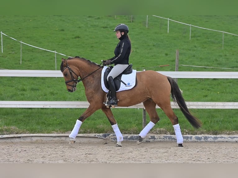 German Riding Pony Mare 6 years 14,2 hh Dun in Freiburg im Breisgau