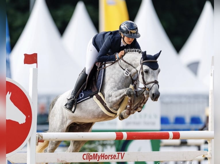 German Riding Pony Mare 6 years 14,2 hh Grey in Lohne (Oldenburg)