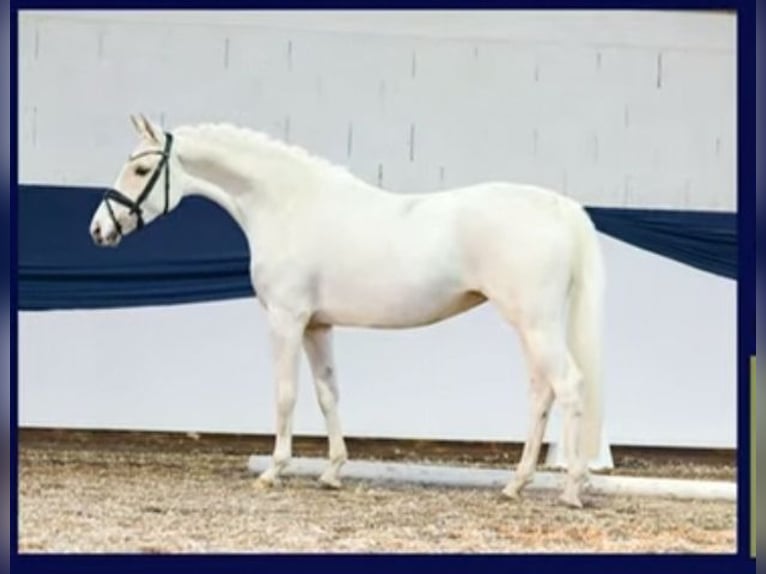 German Riding Pony Mare 6 years 14,2 hh Palomino in Herborn German Riding Pony Mare 6 years 14,2 hh Palomino in Herborn