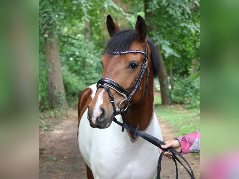 German Riding Pony Mare 6 years 14,2 hh Pinto in Wachtendonk