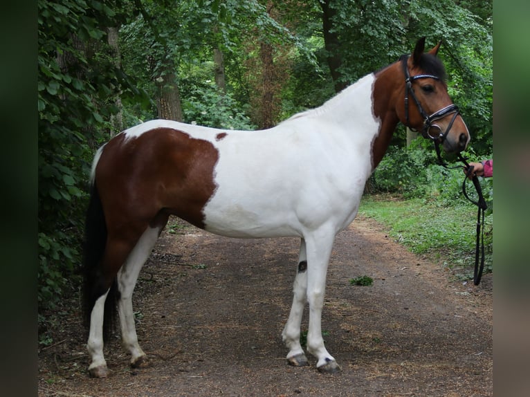 German Riding Pony Mare 6 years 14,2 hh Pinto in Wachtendonk