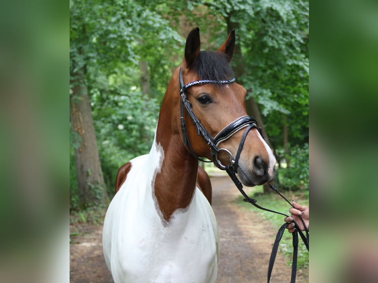 German Riding Pony Mare 6 years 14,2 hh Pinto in Wachtendonk