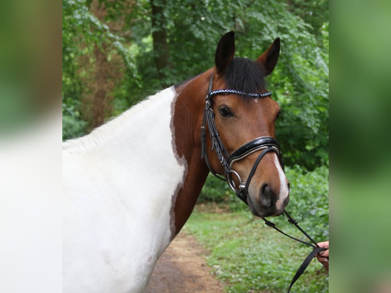 German Riding Pony Mare 6 years 14,2 hh Pinto in Wachtendonk