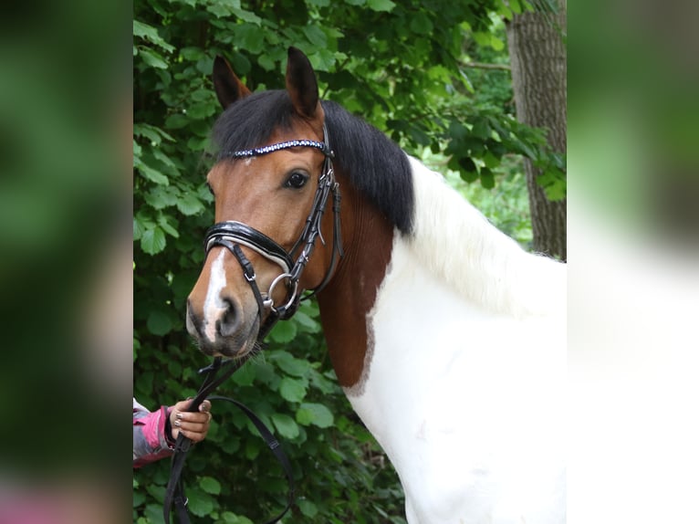 German Riding Pony Mare 6 years 14,2 hh Pinto in Wachtendonk