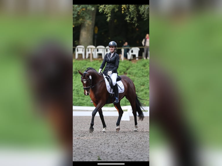 German Riding Pony Mare 6 years 14,3 hh Brown in Bönebüttel