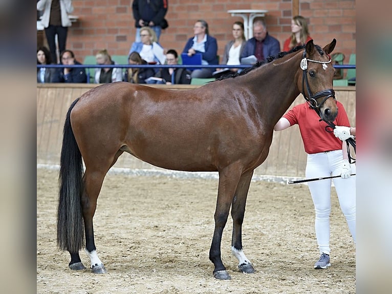 German Riding Pony Mare 6 years 15,1 hh Brown in Ober-Ramstadt