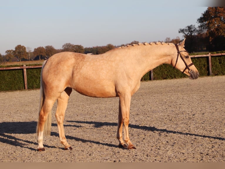 German Riding Pony Mare 6 years 15,1 hh Palomino in Heusden zolder