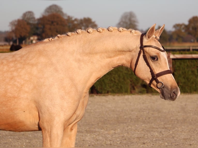 German Riding Pony Mare 6 years 15,1 hh Palomino in Heusden zolder