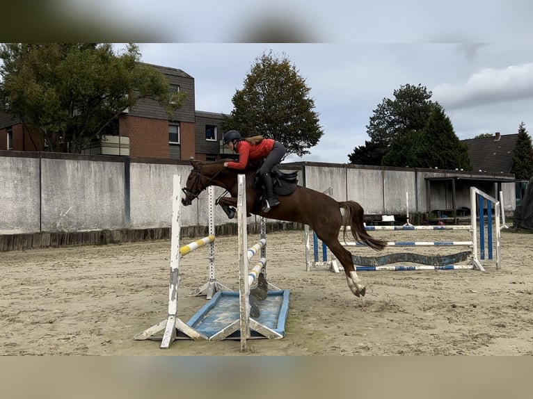 German Riding Pony Mare 6 years 15,1 hh in Gelsenkirchen