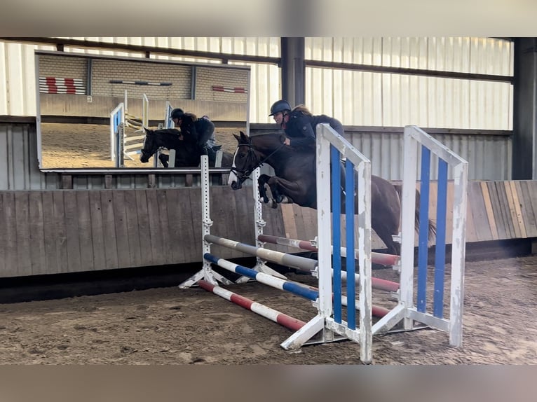 German Riding Pony Mare 6 years 15,1 hh in Gelsenkirchen