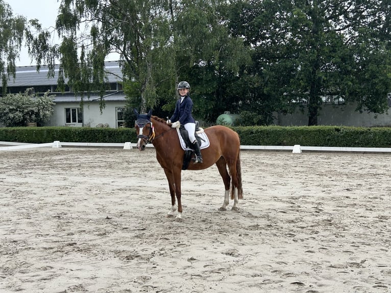 German Riding Pony Mare 6 years 15 hh Chestnut-Red in Burgdorf