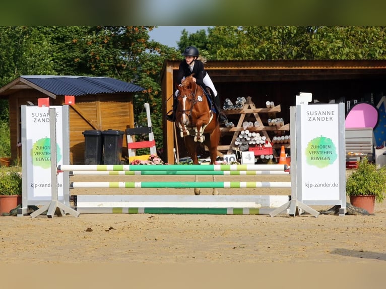 German Riding Pony Mare 6 years 15 hh Chestnut-Red in Grevenbroich