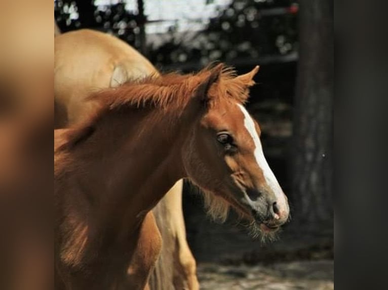 German Riding Pony Mare 6 years 15,1 hh Chestnut-Red in Billigheim