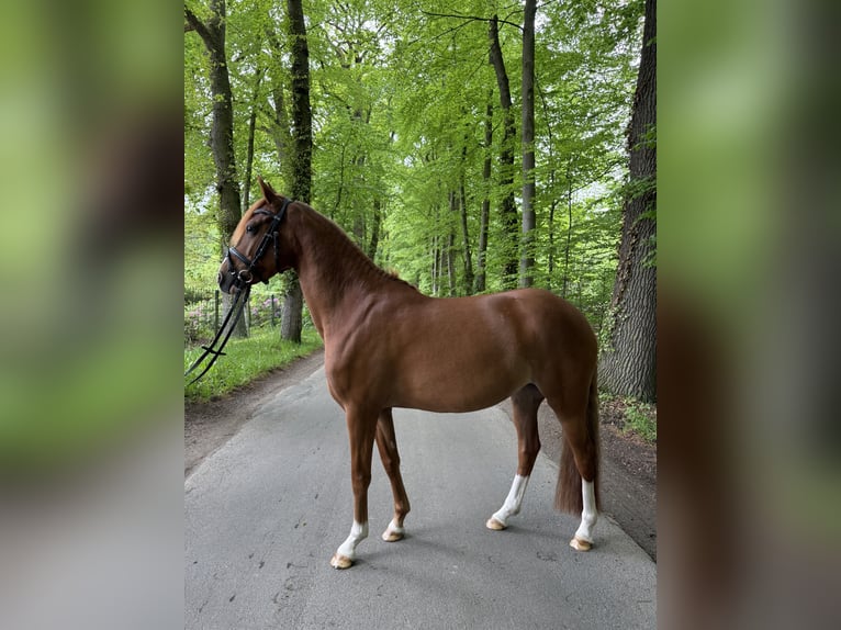 German Riding Pony Mare 6 years  in Hörstel