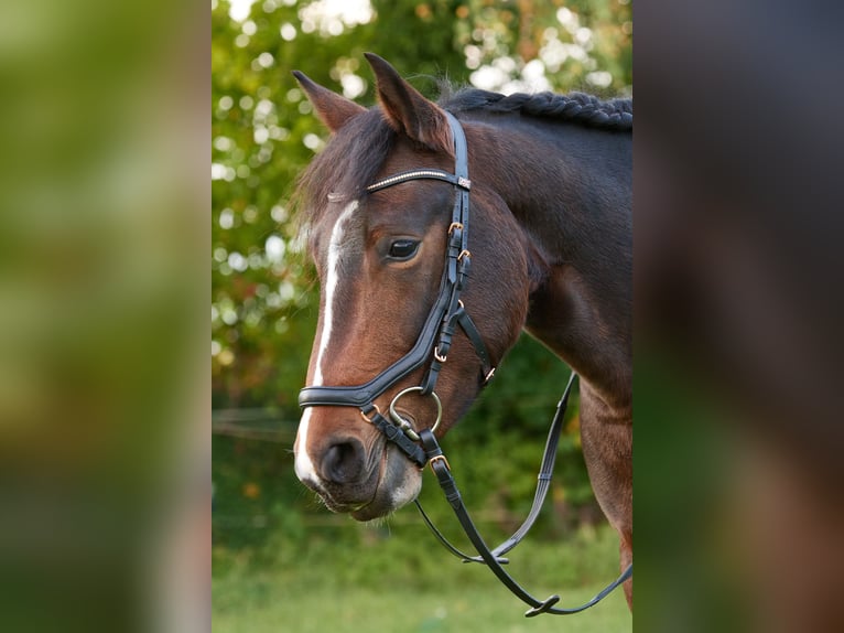 German Riding Pony Mare 7 years 13,2 hh Brown in Karlskron