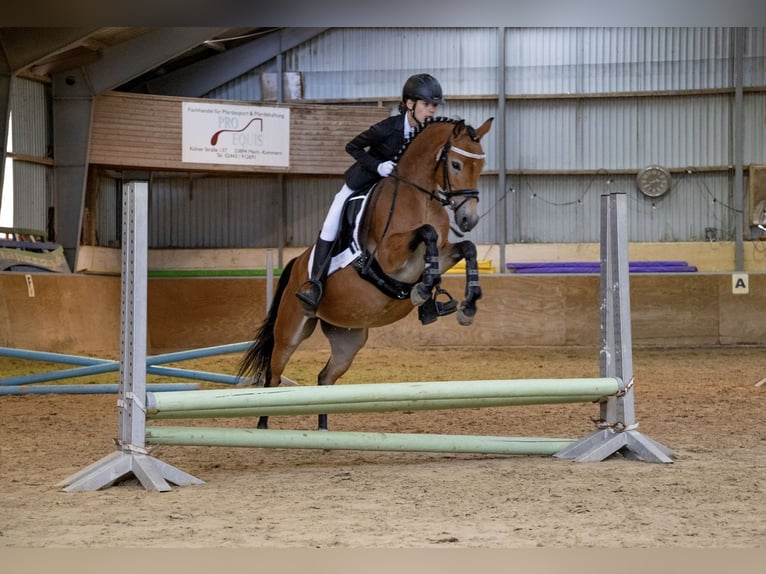 German Riding Pony Mare 7 years 13,2 hh Brown-Light in Zülpich