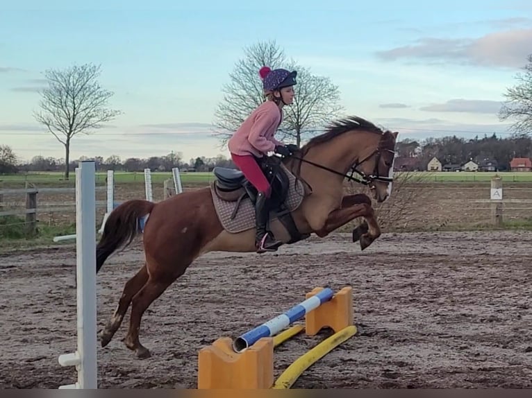 German Riding Pony Mare 7 years 13,2 hh Chestnut-Red in Uetze